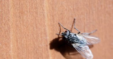 Comment se débarrasser des mouches naturellement : Les meilleures méthodes à essayer